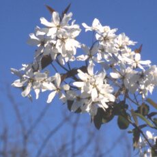 5038838002588 1 Amelanchier Lae Snowflakes 12L.jpg